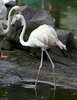 Pretty Bird 1
