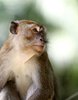 Monkey Faces 1