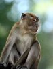 Monkey Faces 2