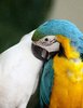 Colourful Bird 6