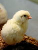 Cool Chick