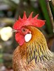 Rooster 2