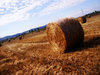 wheat field 4