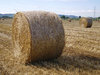 wheat field 1