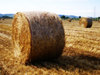 wheat field 2