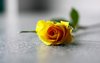 Roses 2