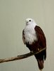 Regal Eagle 2