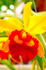 Orchid Season 1