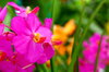 Orchid Season  3