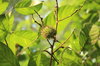 Green Rambutans 1