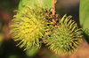 Green Rambutans 3