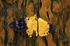 Moth On A Tree