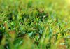 Green Grass  2