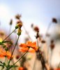 Orange Florals 2