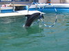 dolphin