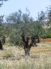 olive tree