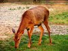 deer