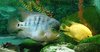 fish 4