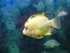 fish 1