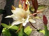 flower 2