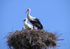stork 2