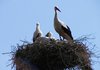 stork 1