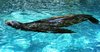 seal 4