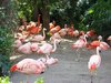 flamingo 2