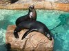 seal  17
