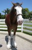 horse 14
