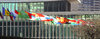 UN flags