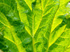Rhubarb leaf