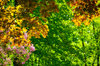 Spring colours