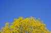 Swedish autumn colours 1