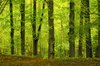 Beech wood in autumn
