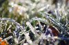 Frosty grass 3
