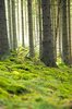 In the forest