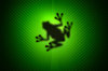 Frog 1