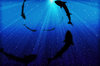 Deep Blue Sea