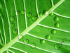 Drops Of Love