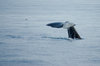 Whale tail