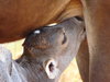 Calf  2