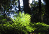 Fern leaves