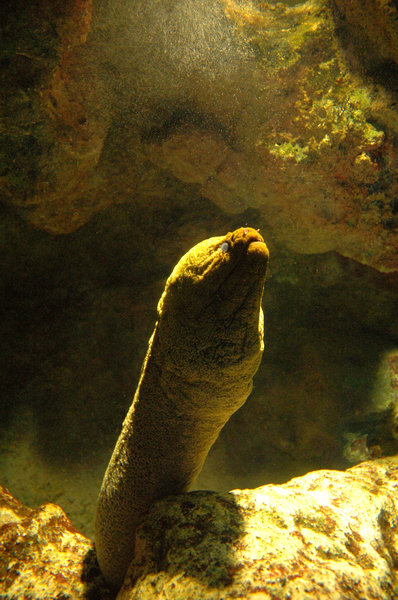 Moray: Moray eel.Credit to read 