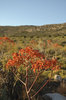 Karoo Succulents 6