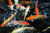 United Colours of Koi