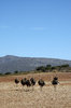 Ostriches