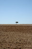 The lonliest tree