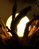 The moon or a light fitting?