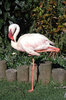 Birds of Eden
